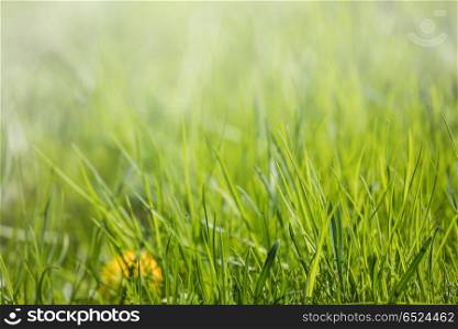 Perfect green grass. Perfect green background by the fresh spring grass