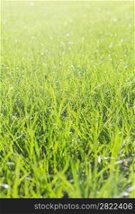 Perfect green grass texture from golf fiel