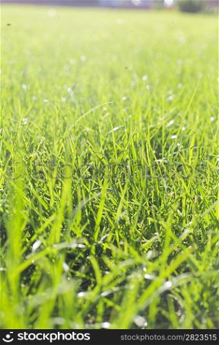 Perfect green grass texture from golf fiel