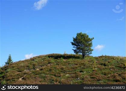 Perfect lone green tree against blue sky in a natural environment