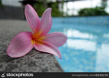 Perfect one pink Plumeria flower on ceramic tile border of swimming pool