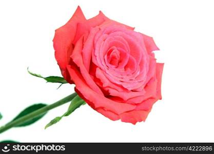 Perfect red rose isolated on white background.