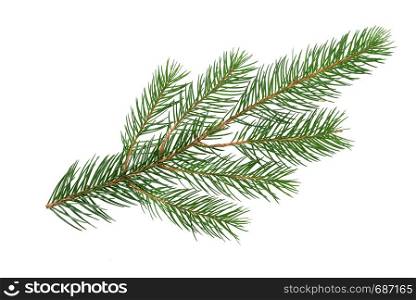 Perfect spruce branch isolated on a white background in close-up (high details)