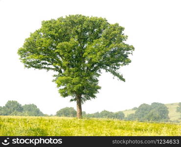 Perfect tree with lush green foliage and nice shape isolated on pure white background