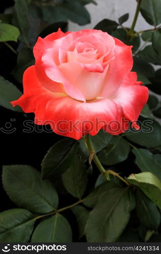 Perfectly Beautiful Orange and Pink Rose in Natural Sunlight