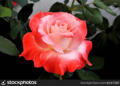 Perfectly Beautiful Orange and Pink Rose in Natural Sunlight