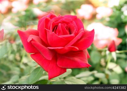 Perfectly Beautiful Red Rose in Natural Sunlight