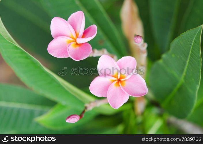 perfume frangipani flowers in the garden