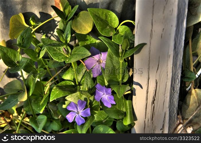 Periwinkle and fencepost