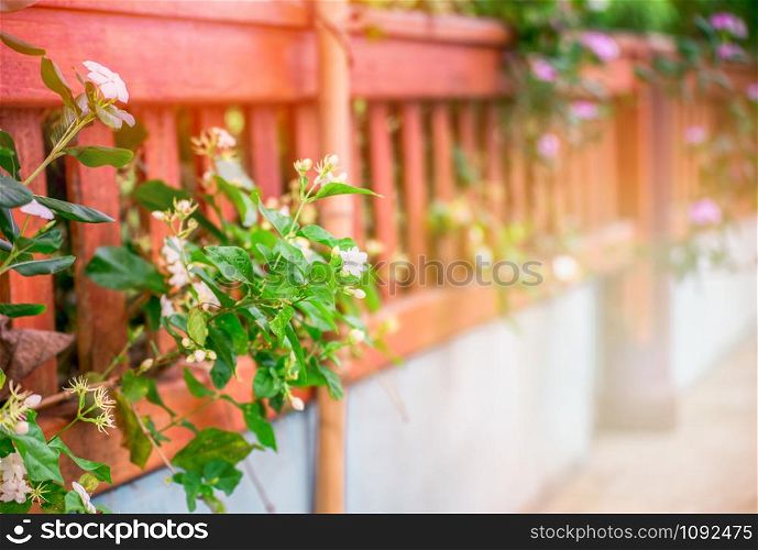 periwinkle and jasmine flower blossoming in wooden fence in spring summer in the front yard