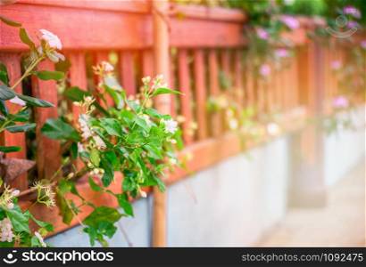 periwinkle and jasmine flower blossoming in wooden fence in spring summer in the front yard
