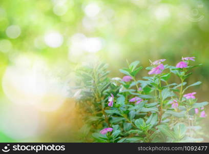 periwinkle flower blossoming in spring summer in the front yard nature green bokeh background