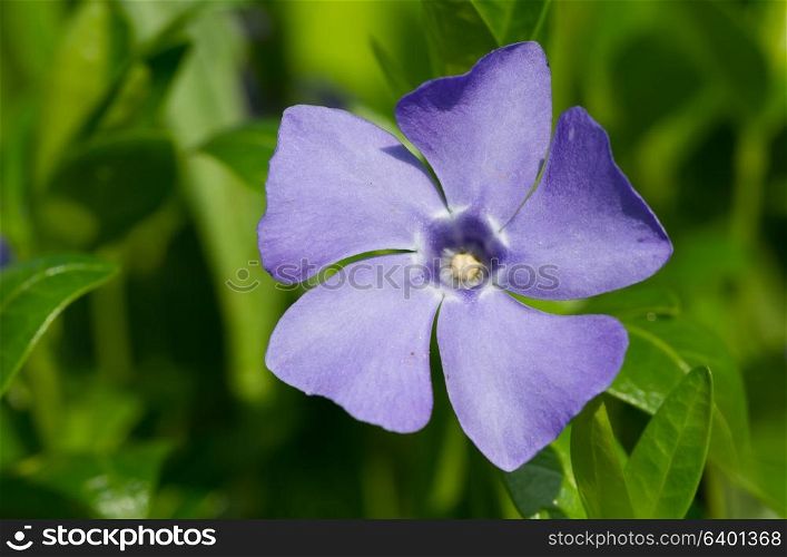 Periwinkle flower on thee green grass