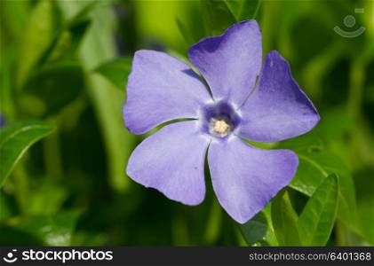 Periwinkle flower on thee green grass