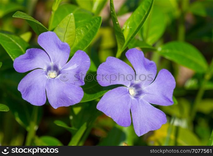 Periwinkle flowers on thee green background