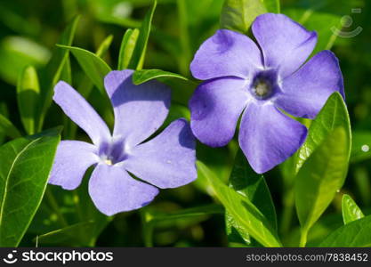 Periwinkle flowers on thee green grass