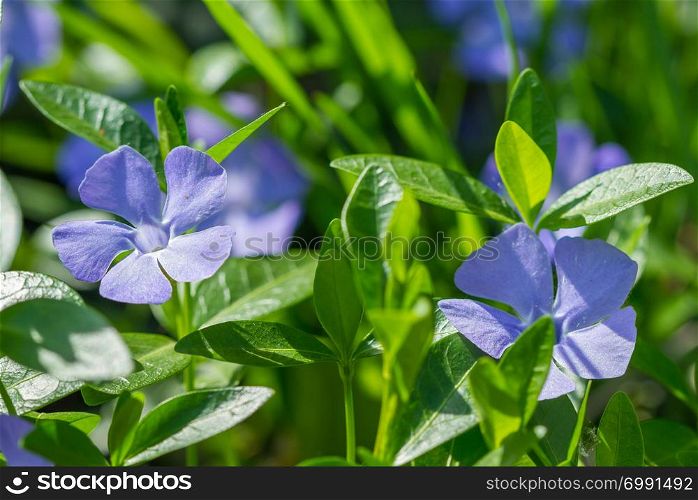 Periwinkle spring flowers blossom in the garden