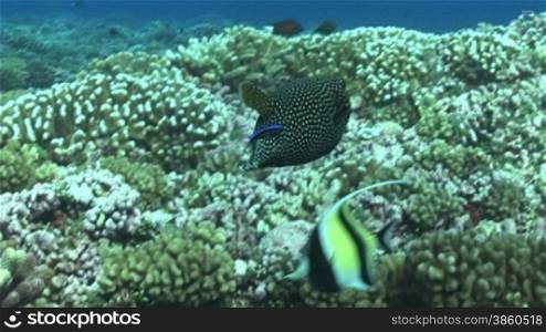 Perlhuhn-Kugelfisch (Arothron meleagris)am Korallenriff.