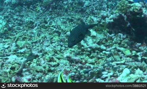 Perlhuhn-Kugelfisch (Arothron meleagris)am Korallenriff.