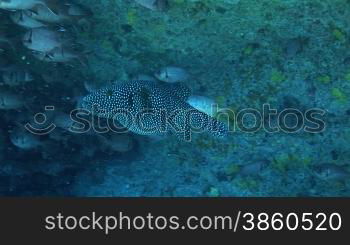 Perlhuhn-Kugelfisch (Arothron meleagris), zwischen einem Fischschwarm, am Korallenriff.