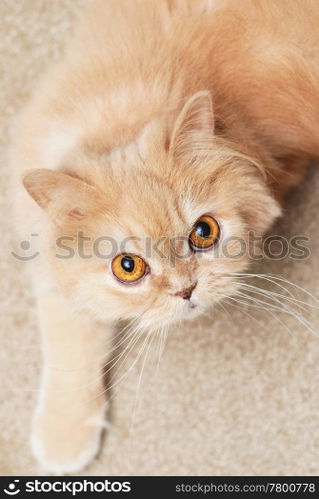 Persian cat