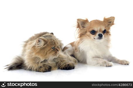 persian cat and chihuahua in front of white background