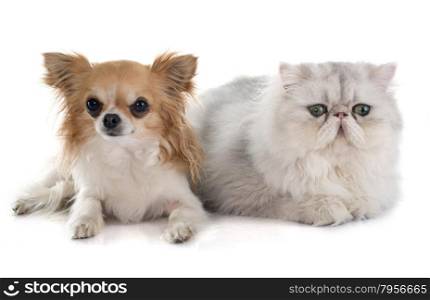 persian cat and chihuahua in front of white background