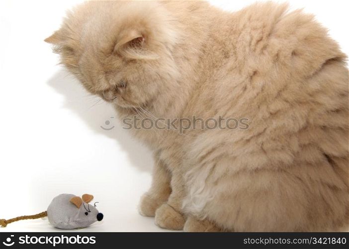 Persian cat and her toy mouse