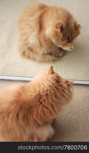 Persian cat cleaning her face in front of mirror