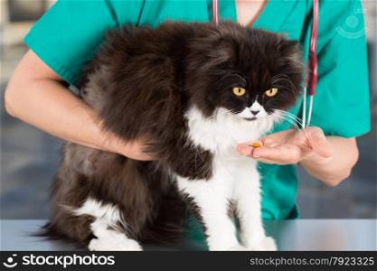 Persian cat eating from a veterinary clinic
