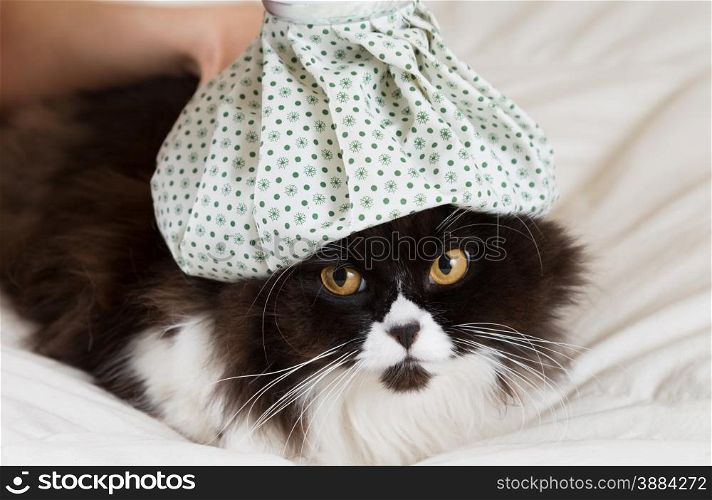 Persian cat flu and a hot water bottle on head