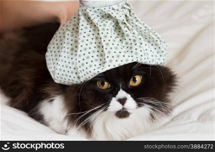Persian cat flu and a hot water bottle on head