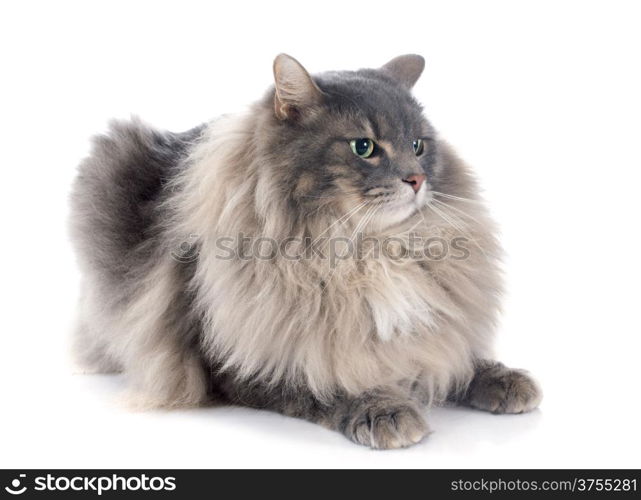 persian cat in front of white background