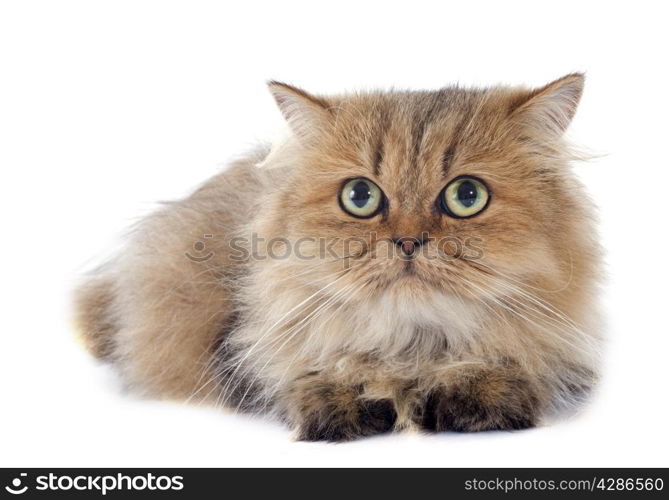 persian cat in front of white background