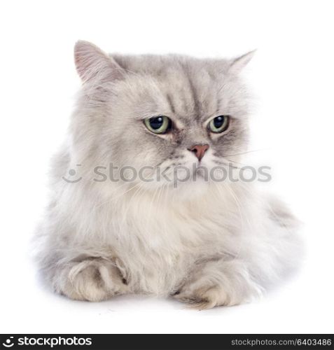 persian cat in front of white background