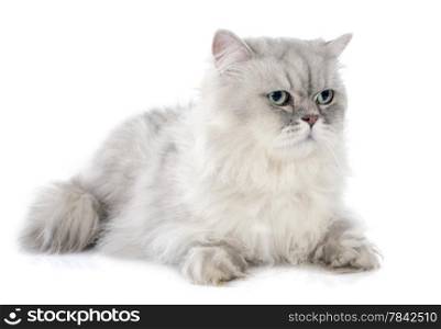 persian cat in front of white background