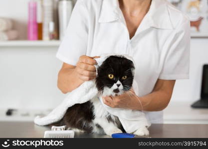 Persian cat in the salon of a veterinary clinic