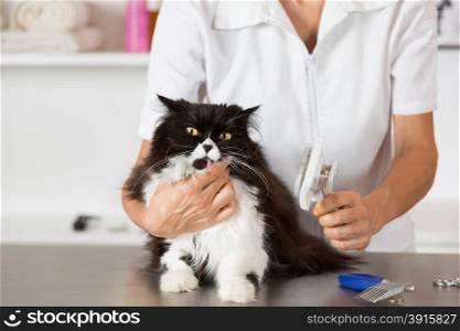 Persian cat in the salon of a veterinary clinic