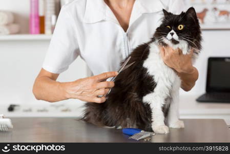 Persian cat in the salon of a veterinary clinic