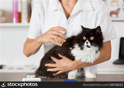 Persian cat in the salon of a veterinary clinic