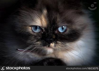Persian cat Look