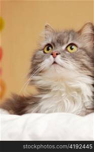 persian cat on bed