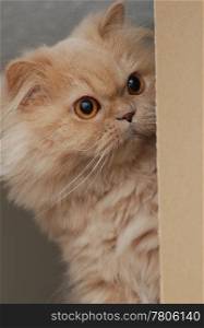Persian cat playing hide and seek