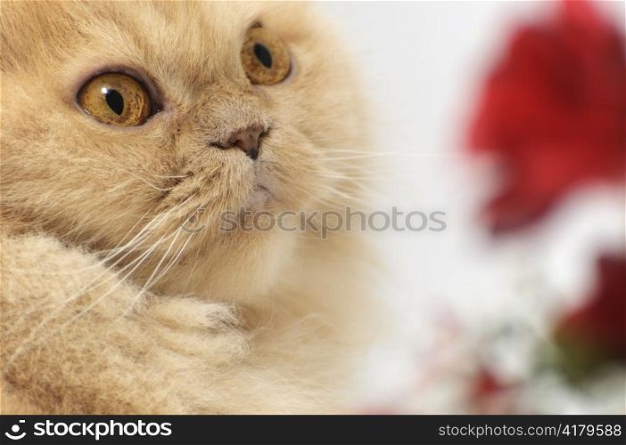 Persian cat portrait and nature flower