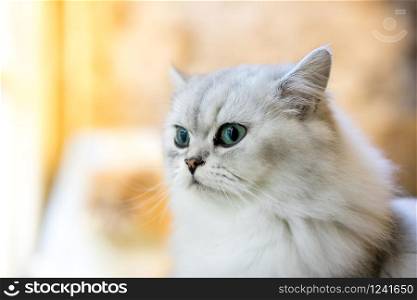 Persian cat sitting in the room