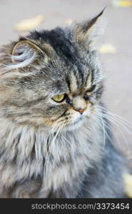 Persian cat sitting on the street