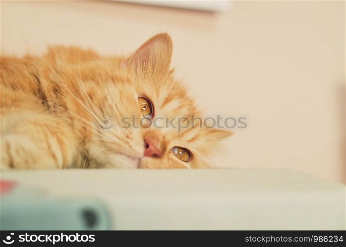 Persian cat, sleeping mood.