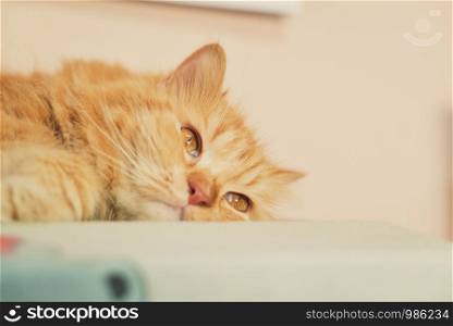 Persian cat, sleeping mood.