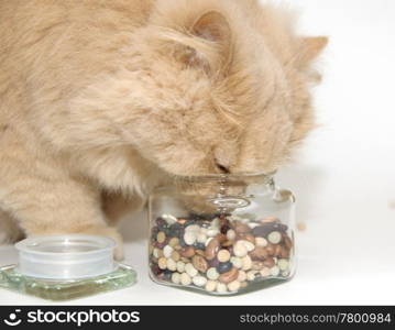 Persian cat smelling glass of cooking bean