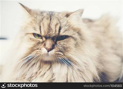 Persian cat, vintage filter image
